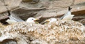 Mouette tridactyle 6688